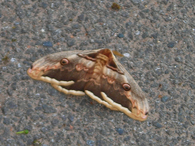 Saturnia pyri